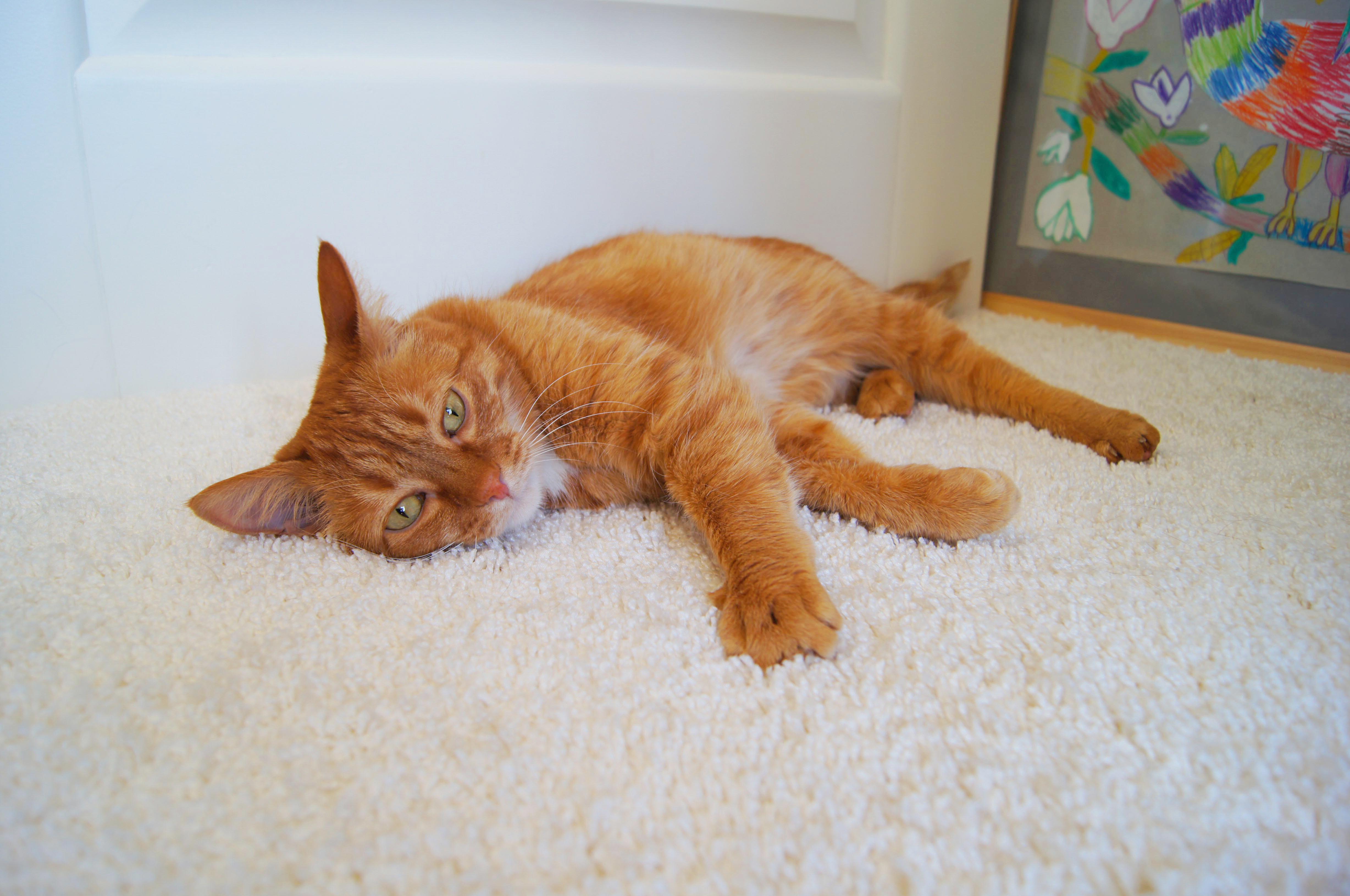 Ковролин "Зартекс" Amarena 140 бежевый (4м) — купить в Пятигорске